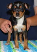TAYLOR/CANYON LITTER DOB 07.12.2014