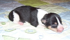 Enlarge photo 110