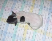 Enlarge photo 144