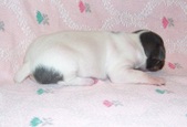 Enlarge photo 121