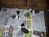 Enlarge photo 112