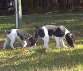 Enlarge photo 37