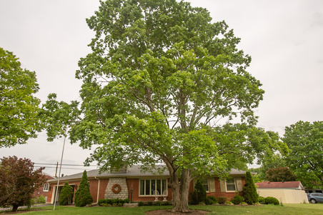 3100 Kaye Lawn