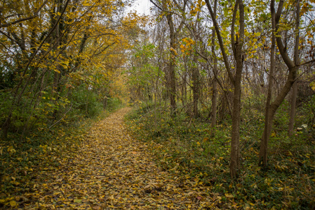 McConnell Springs Park