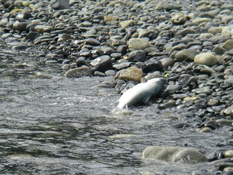 Enlarge photo 54