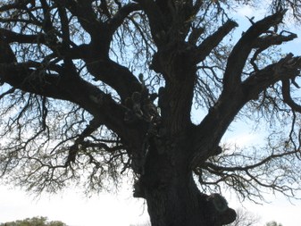 Enlarge photo 40
