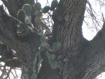 Enlarge photo 39