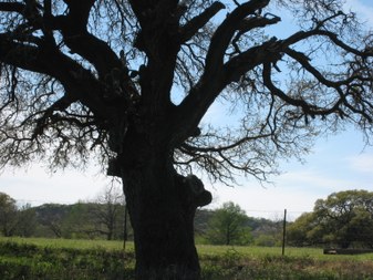 Enlarge photo 41