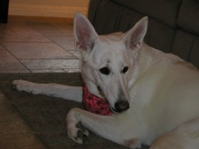 Bandana Dogs