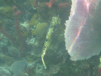 Enlarge photo 27