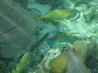 Enlarge photo 33