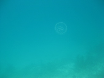 Enlarge photo 35