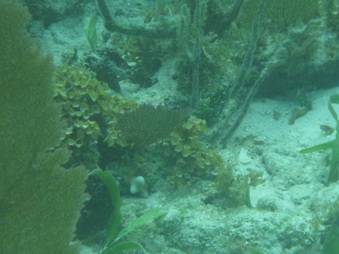Enlarge photo 43