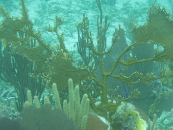Enlarge photo 45