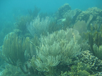 Enlarge photo 51