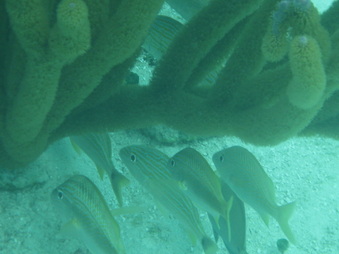 Enlarge photo 55