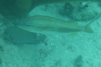 Enlarge photo 56