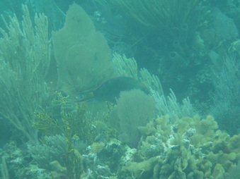 Enlarge photo 63