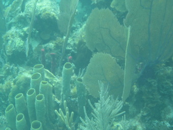 Enlarge photo 62