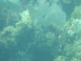 Enlarge photo 61