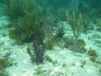 Enlarge photo 68