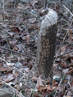 Enlarge photo 79