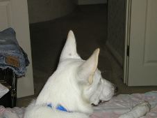 Dogs @ 7 months