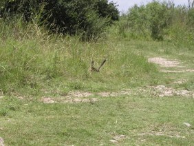 Enlarge photo 30
