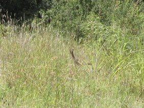 Enlarge photo 31