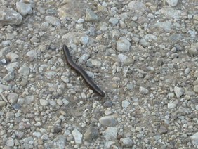 Enlarge photo 38