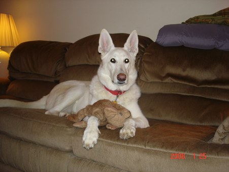 January 2008 Dogs