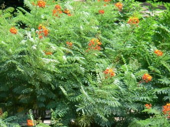 Enlarge photo 200