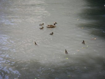 Enlarge photo 206