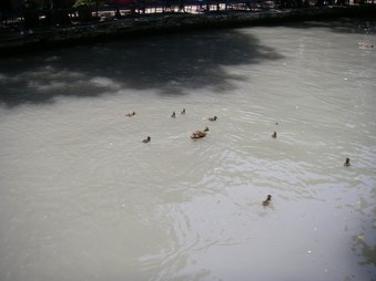 Enlarge photo 207