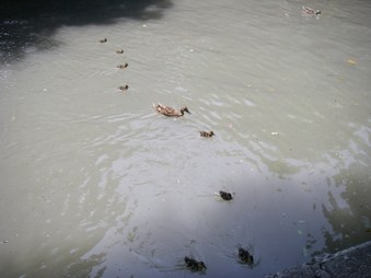 Enlarge photo 208