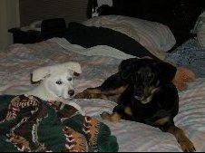More Dogs