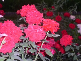 Enlarge photo 16