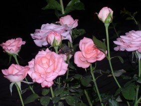 Enlarge photo 17