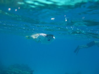 Enlarge photo 26