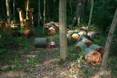 Enlarge photo 396