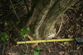 Enlarge photo 381