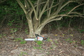 Enlarge photo 382