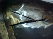 Enlarge photo 278