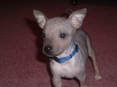 Keegan / Flint AHT Litter 9/29/08.