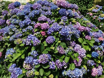 Enlarge photo 410