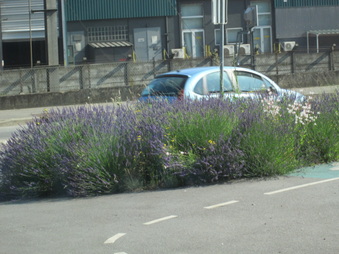 Enlarge photo 256