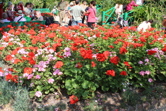 Enlarge photo 252