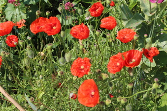 Enlarge photo 205