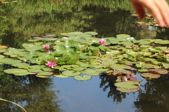 Enlarge photo 211