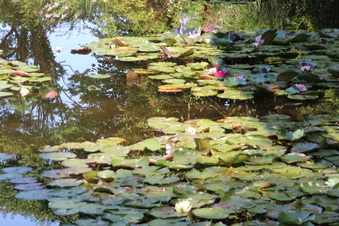 Enlarge photo 220